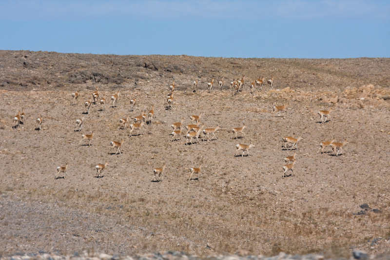 Mongolian Gazelle